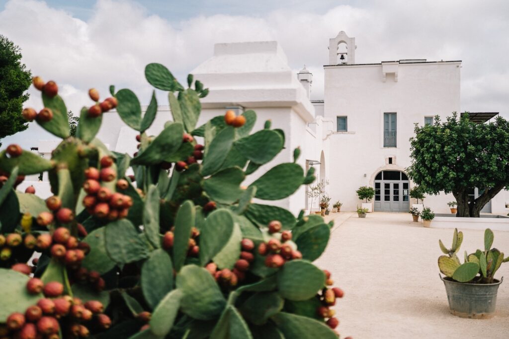 Destination Wedding at Masseria Le Torri in Pugliamasseria le torri cactus